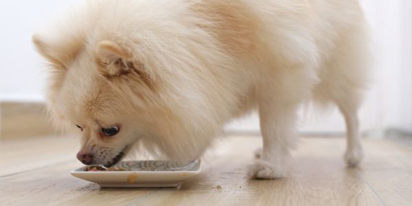 Dog eating food clearance slower